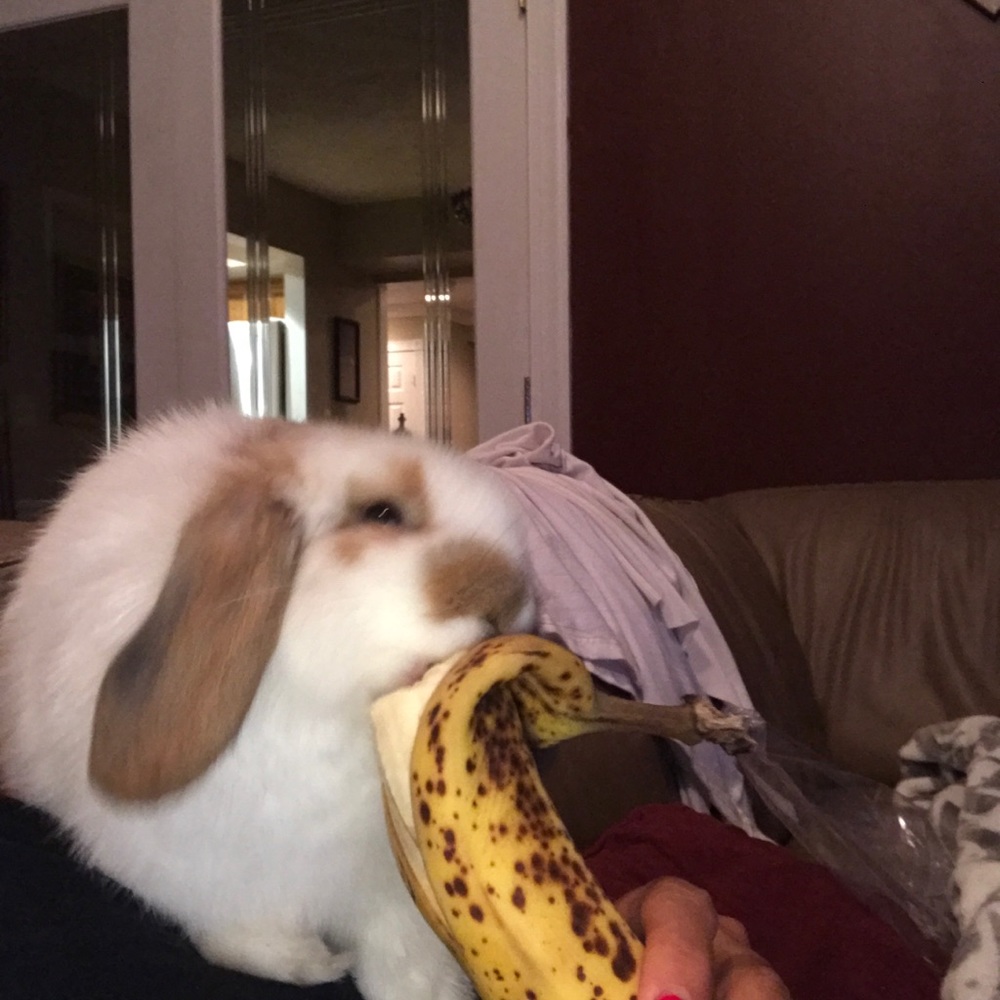 Meet your Posher, Gloribel